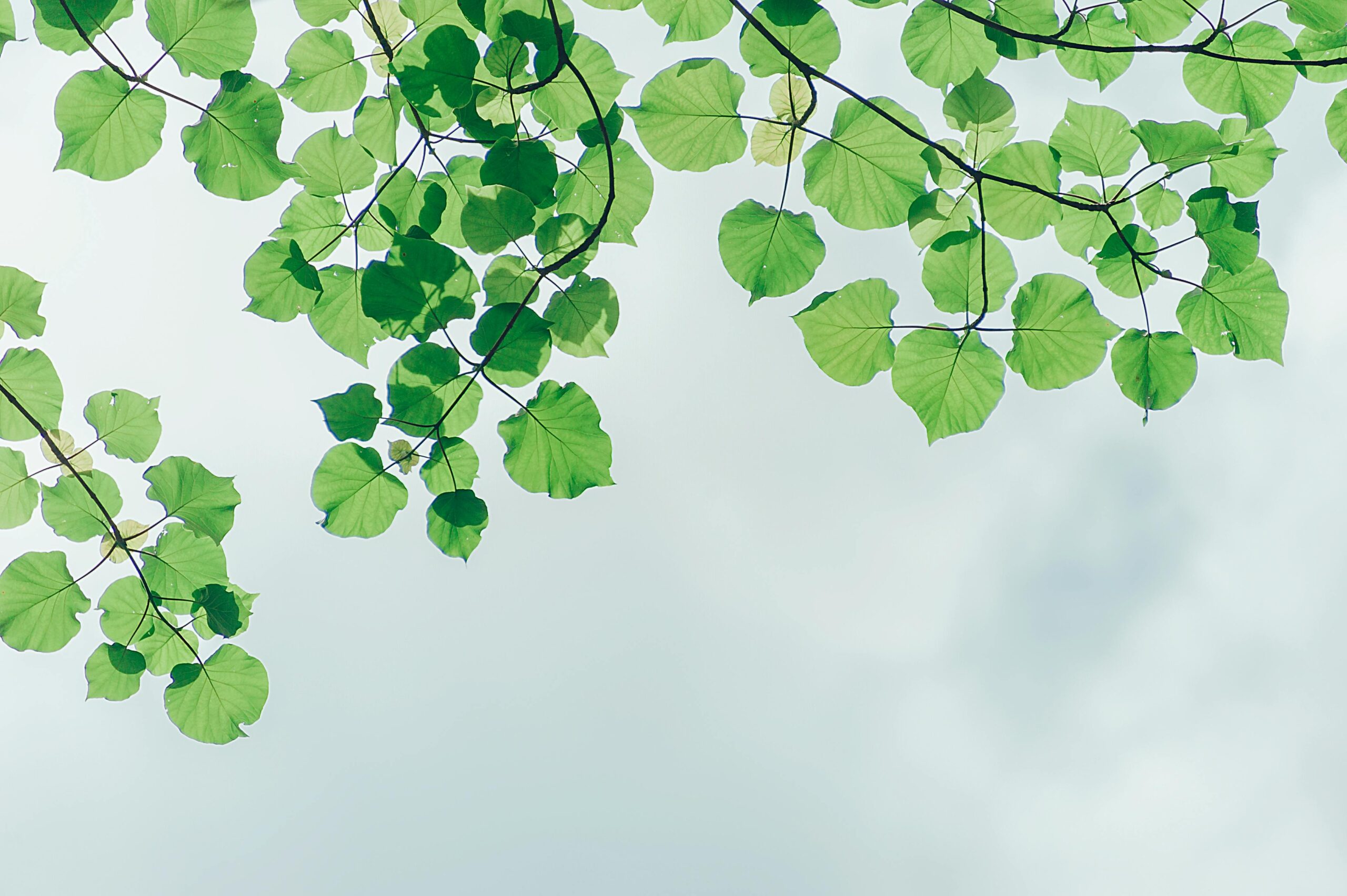 Green Leaf Banner